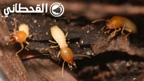 مميزات شركة مكافحة النمل الابيض بالرياض