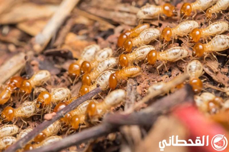 شركة مكافحة النمل الابيض بالرياض