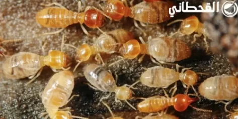 سابقة أعمالنا في خدمة مكافحة الحشرات والقوارض والحمام