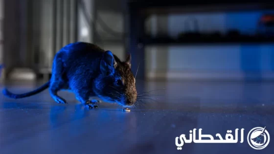 شركة مكافحة فئران بالرياض