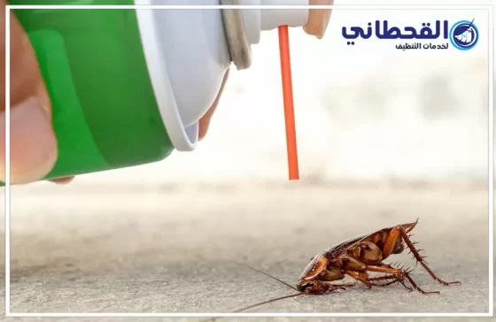 شركة مكافحة الصراصير بالرياض