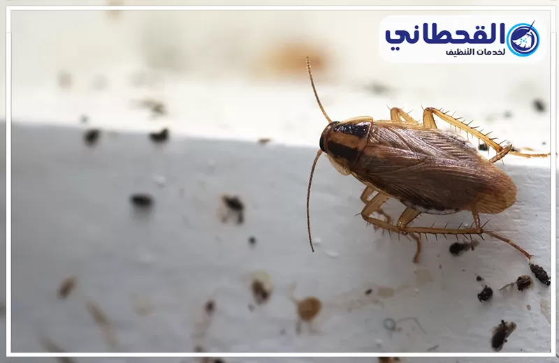 افضل شركة مكافحة الصراصير بالرياض افضل شركة مكافحة الصراصير بالرياض