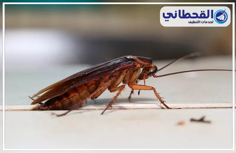مكافحة صراصير المطبخ بالرياض مكافحة صراصير المطبخ بالرياض