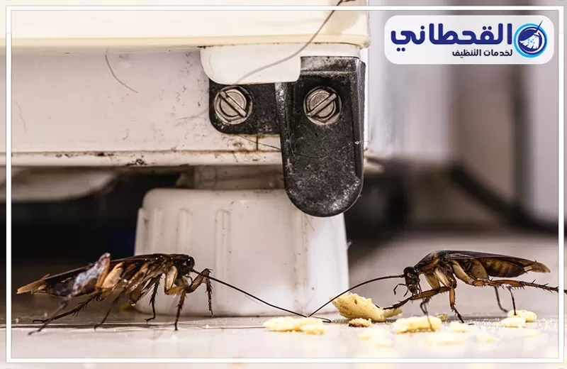 شركة القحطاني لمكافحة حشرات بالرياض شركة القحطاني لمكافحة حشرات بالرياض