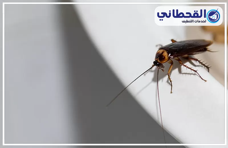أرخص شركة مكافحة الصراصير بالرياض أرخص شركة مكافحة الصراصير بالرياض