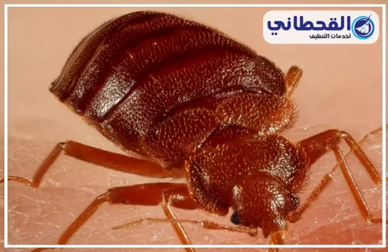 شركة مكافحة بق الفراش بالرياض