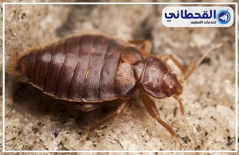 شركة مكافحة بق الفراش بالرياض مع الضمان 0548145142 القحطاني شركة القحطاني توفر مكافحة بق الفراش بالرياض مع ضمان كامل وخدمة متاحة طوال اليوم.