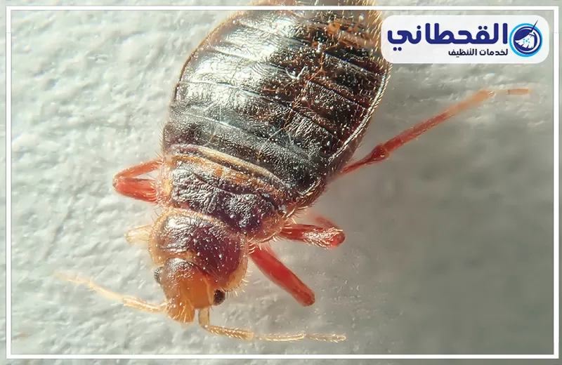 شركة رش بق الفراش في الرياض 0548145142 القحطاني شركة رش بق الفراش في الرياض تقدم أفضل الخدمات بأحدث المعدات لضمان بيئة صحية وآمنة.