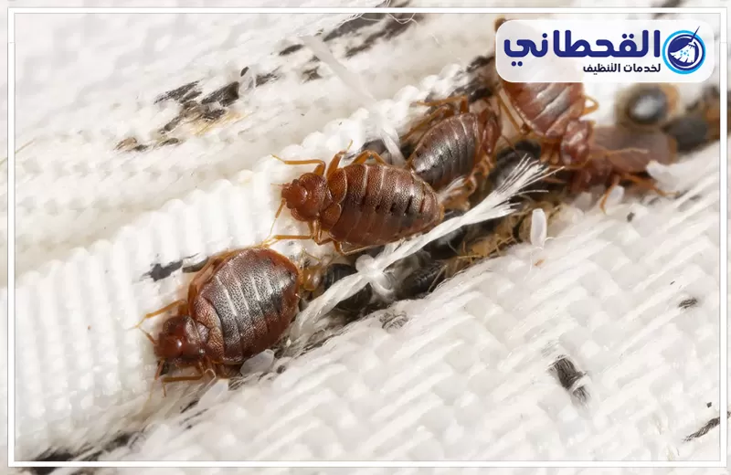 شركة مكافحة بق الفراش بالرياض 0548145142 القحطاني شركة القحطاني تقدم أفضل خدمات مكافحة بق الفراش بالرياض باستخدام أحدث الأجهزة لضمان النتائج المثلى.
