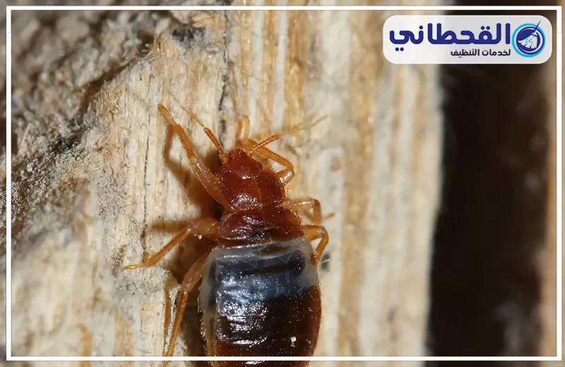 أرخص شركة مكافحة بق الفراش بالرياض 0548145142 القحطاني شركة القحطاني تقدم أرخص خدمات مكافحة بق الفراش بالرياض بجودة عالية وبأفضل المعدات الفعّالة.