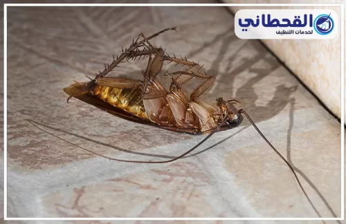 مكافحة الصراصير المنزلية بالدمام مكافحة الصراصير المنزلية بالدمام
