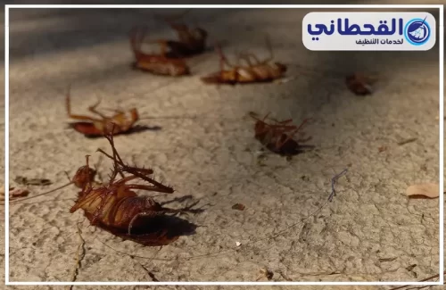 مكافحة الصراصير الصغيرة في المطبخ في الدمام مكافحة الصراصير الصغيرة في المطبخ في الدمام