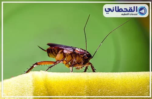 مكافحة الصراصير في المجاري بالدمام مكافحة الصراصير في المجاري بالدمام