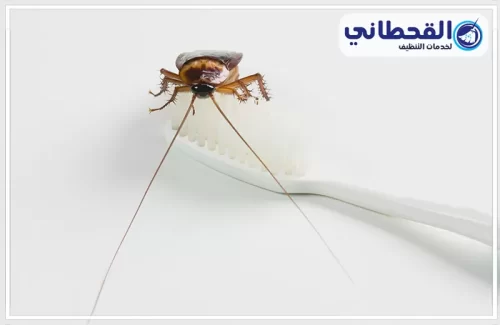 ادوات شركة مكافحة الصراصير بالدمام ادوات شركة مكافحة الصراصير بالدمام