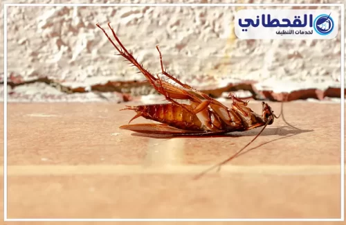 رش الصراصير بالدمام رش الصراصير بالدمام