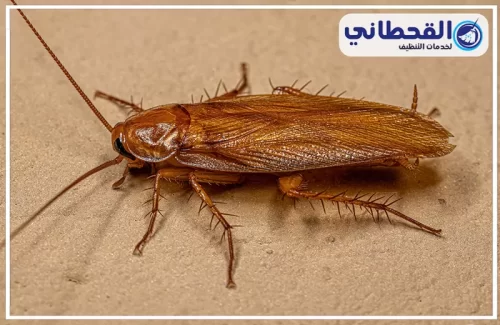 رش مبيدات لمكافحة صراصير بالدمام رش مبيدات لمكافحة صراصير بالدمام