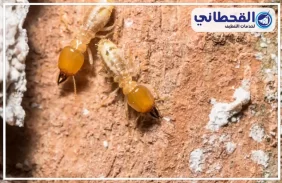 شركة مكافحة النمل الابيض بالخبر
