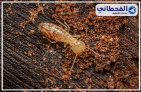 شركة مكافحة النمل الابيض بالدمام