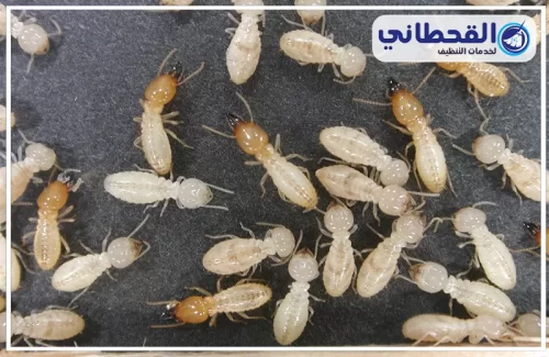 طرق مكافحة النمل الابيض بالخبر طرق مكافحة النمل الابيض بالخبر