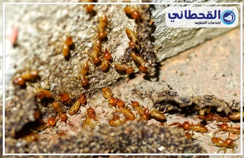 مكافحة النمل الابيض قبل البناء بالدمام مكافحة النمل الابيض قبل البناء بالدمام