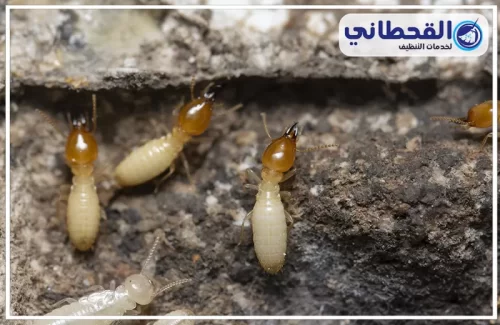 مكافحة النمل الابيض قبل البناء بالخبر مكافحة النمل الابيض قبل البناء بالخبر
