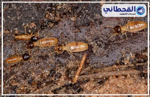 طرق مكافحة النمل الابيض بالدمام طرق مكافحة النمل الابيض بالدمام