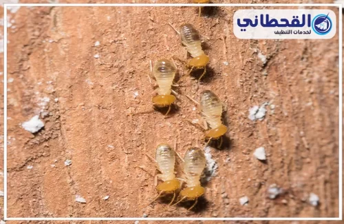 مكافحة النمل الابيض في المنزل بالخبر مكافحة النمل الابيض في المنزل بالخبر