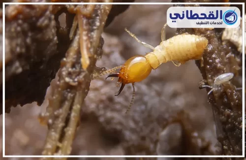 مكافحة النمل الابيض الارضة بالدمام مكافحة النمل الابيض الارضة بالدمام