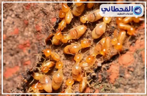 شركات مكافحة النمل الأبيض بالخبر شركات مكافحة النمل الأبيض بالخبر