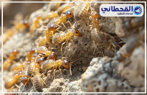 مكافحة النمل الابيض في المنزل بالدمام مكافحة النمل الابيض في المنزل بالدمام