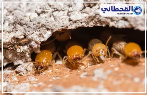 رش النمل الابيض بالخبر رش النمل الابيض بالخبر