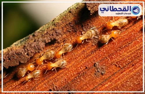 شركه مكافحه النمل الابيض بالدمام بالضمان شركه مكافحه النمل الابيض بالدمام بالضمان