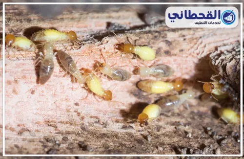 عمال مكافحة النمل الابيض بالدمام عمال مكافحة النمل الابيض بالدمام